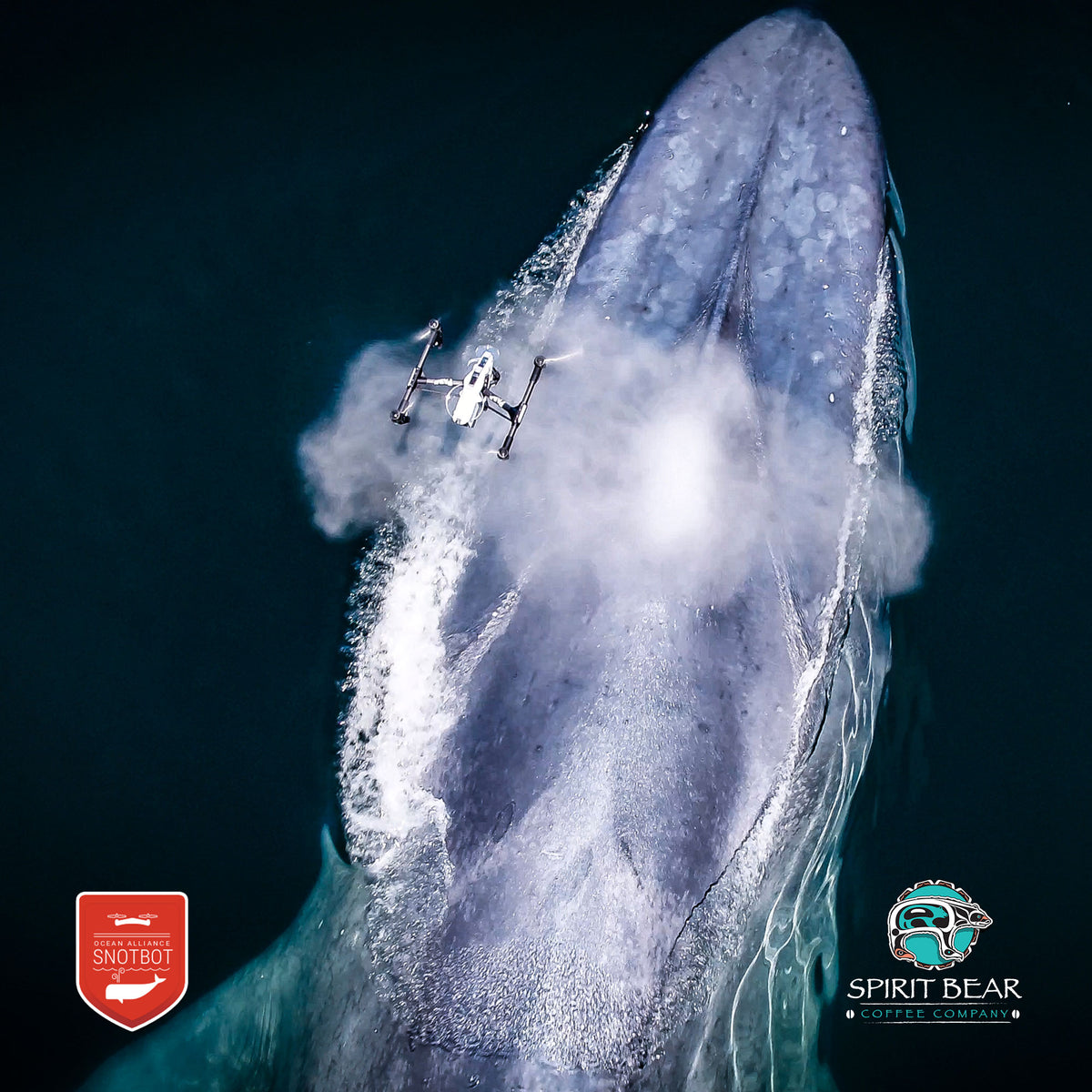 Ocean Alliance Collaboration